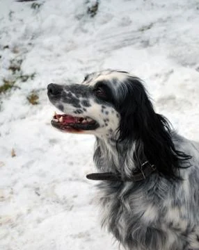 Dog in the snow Stock Photos