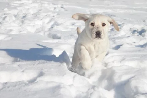 Dog Snow Stock Photos