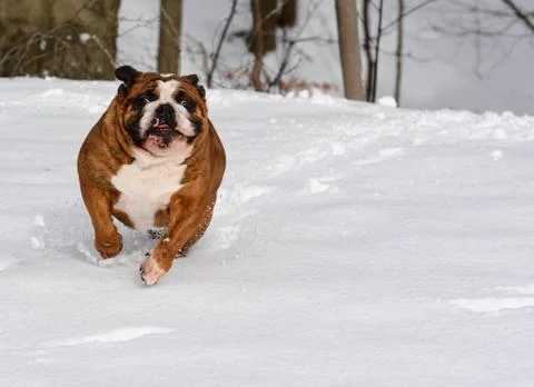 Dog in the snow Foto stock