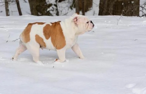 Dog in the snow Stock Photos