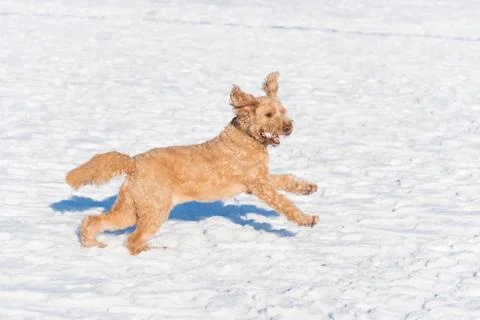 Dog in snow Stock Photos
