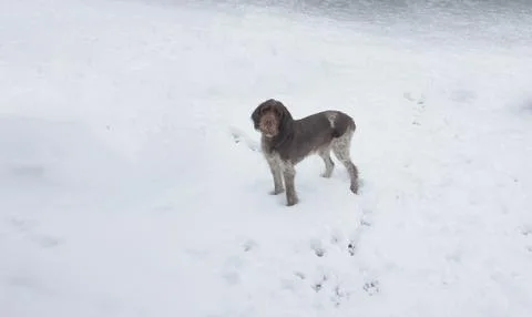 Dog in Snow Foto stock