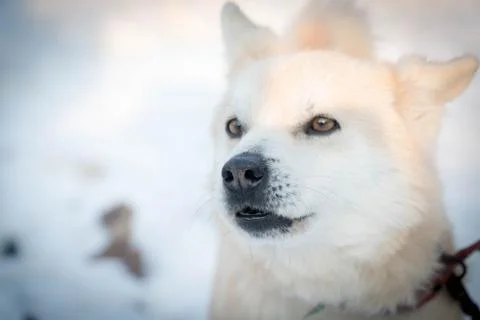 Dog with snow 스톡 사진