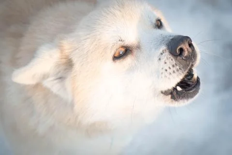 Dog with snow Stock Photos