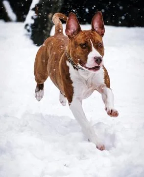 Dog in the snow Foto stock