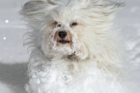 Dog in the snow Stock Photos