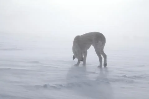 Dog on snow Stock Photos