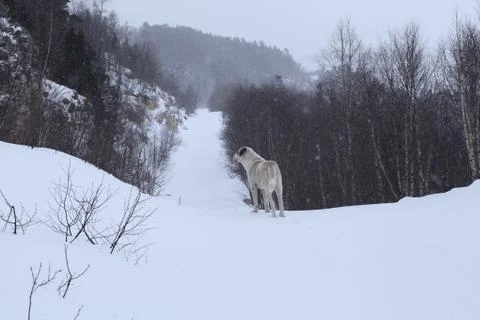 Dog on snow Stock Photos