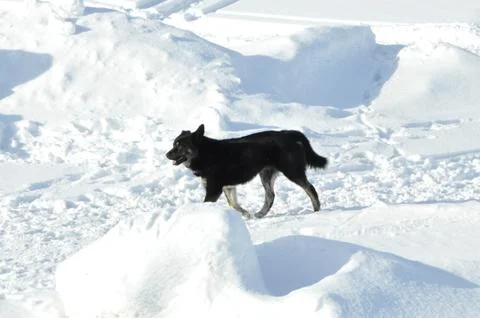 The dog is on the snow Stock Photos