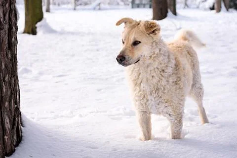 Dog on the snow Foto stock