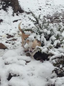 Dog in snow Stock Photos