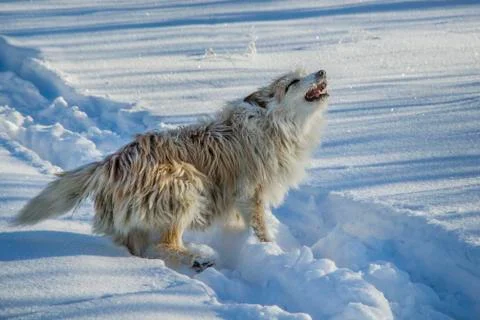 Dog in the snow.  Stock Photos