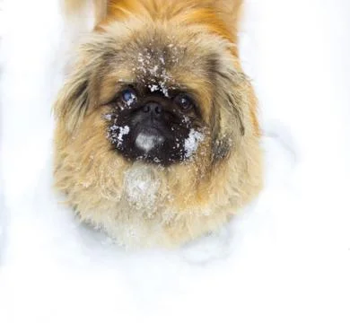 Dog in Snow Stock Photos