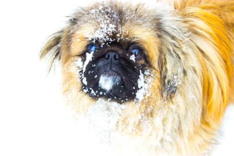 Dog in Snow Foto stock