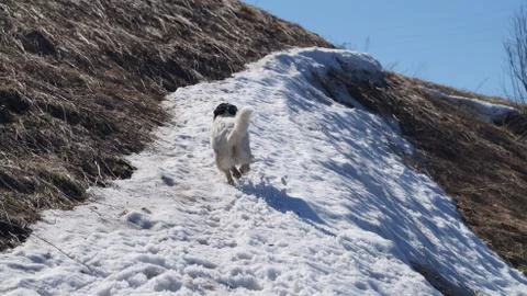 Dog on the snow Foto stock
