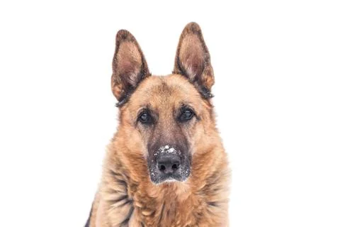Dog in the snow. Stock Photos