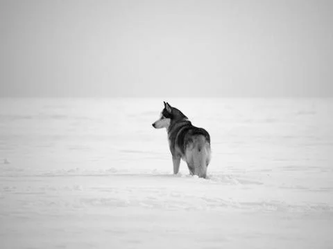Dog in the snow Stock Photos
