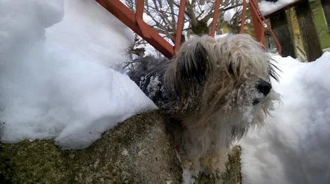 Dog in snow Stock Photos