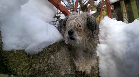 Dog in snow Stock Photos