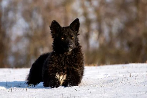 Dog on the snow Foto stock