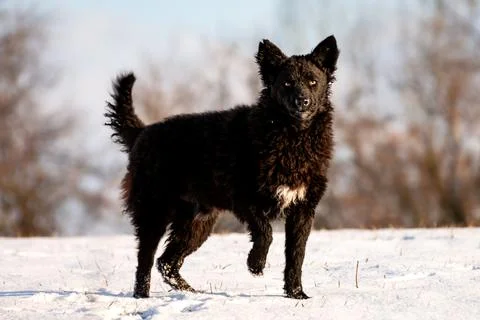 Dog on the snow Stock Photos