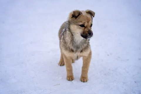 Dog in snow Stock Photos