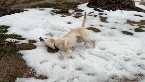 Dog in Snow Play Stock Footage 310655476