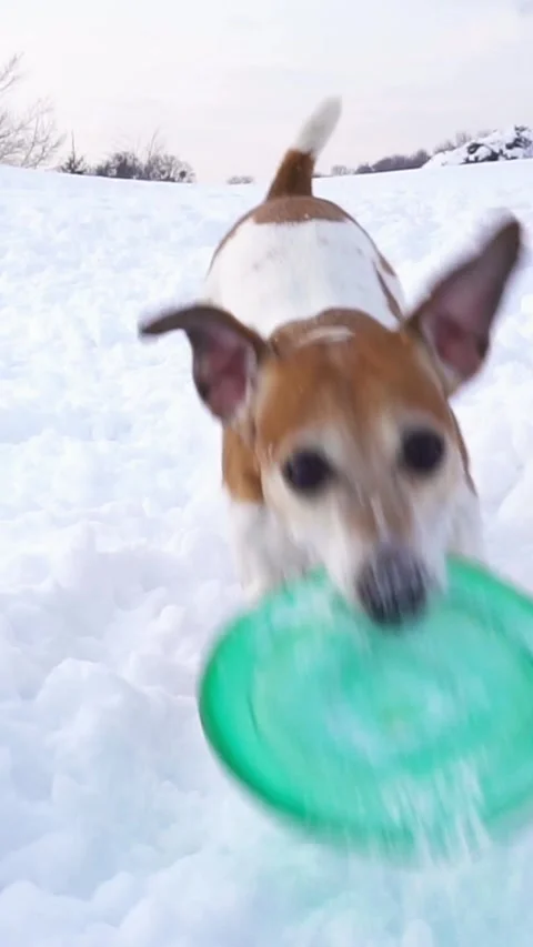 Dog snow winter active playing Vídeo Stock 293050213