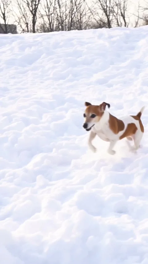 Dog snow winter active playing running Vídeo Stock 293050217