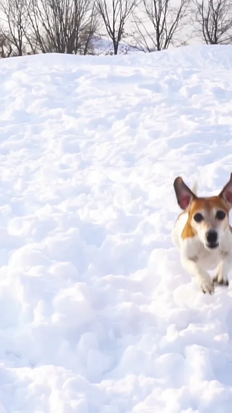 Dog snow winter active running Vídeo Stock 293050222