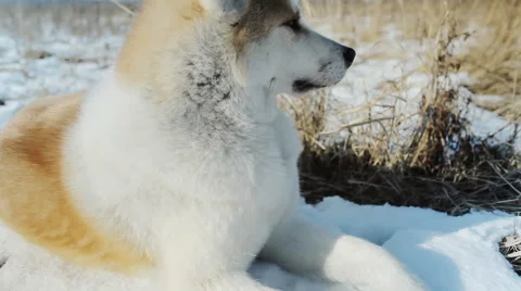 Dog on snow in winter Stock Footage 61718381