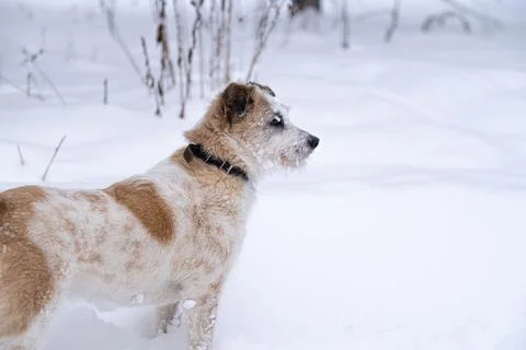 A dog in the snow. Winter in Russia Stock Photos
