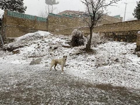Dog in snowfall 写真素材