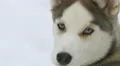 Dog on a snowy background. Real time capture 4k or 4k+ Resolution