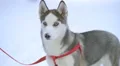 Dog on a snowy background. Real time capture 4k or 4k+ Resolution