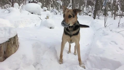 The dog with the snowy face in the winter forest Stock Footage 77269898
