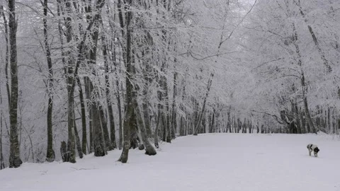 Dog in snowy forest Видео 170014053