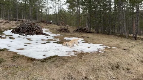 Dog in Snowy Forest Stock Footage 310494299