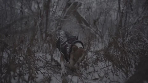 A dog in a snowy forest, surrounded by trees and underbrush. Stock Footage 316301173