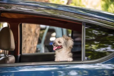 Dog so cute sitting inside a car wait for travel Foto stock