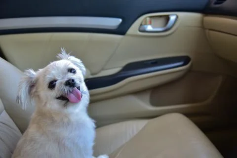 Dog so cute sitting inside a car wait for travel Foto stock