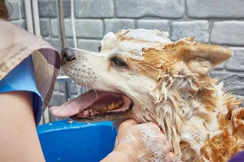 A dog in soap suds in the bathroom while washing Stock Photos