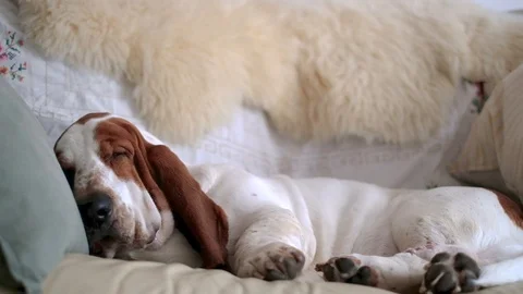 Dog on a sofa, basset hound, go to sleep Stock Footage