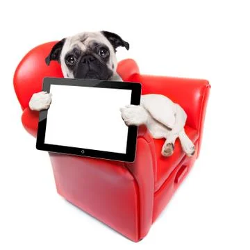 Dog sofa computer Stock-Fotos