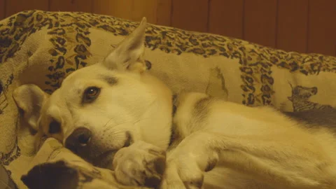 Dog on the sofa Stock Footage 272159442