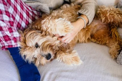 Dog on a sofa Stock Photos