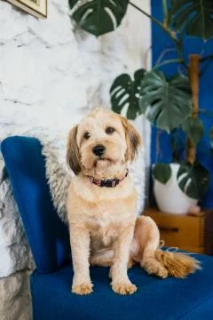 Dog on a sofa Stock Photos