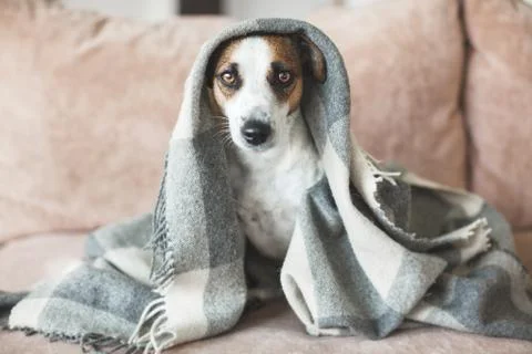 Dog on the sofa Stock Photos