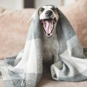 Dog on the sofa Stock Photos