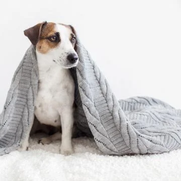 Dog on the sofa Stock Photos